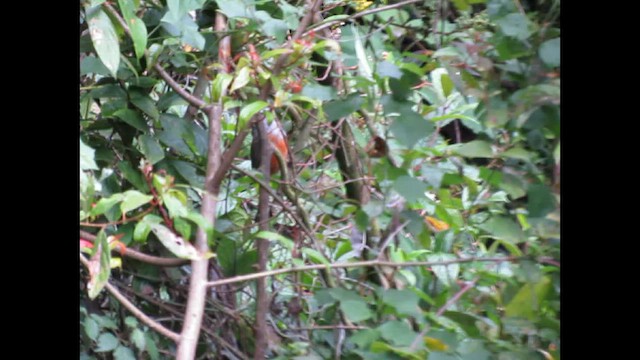 Чагарниця кералайська - ML646269110