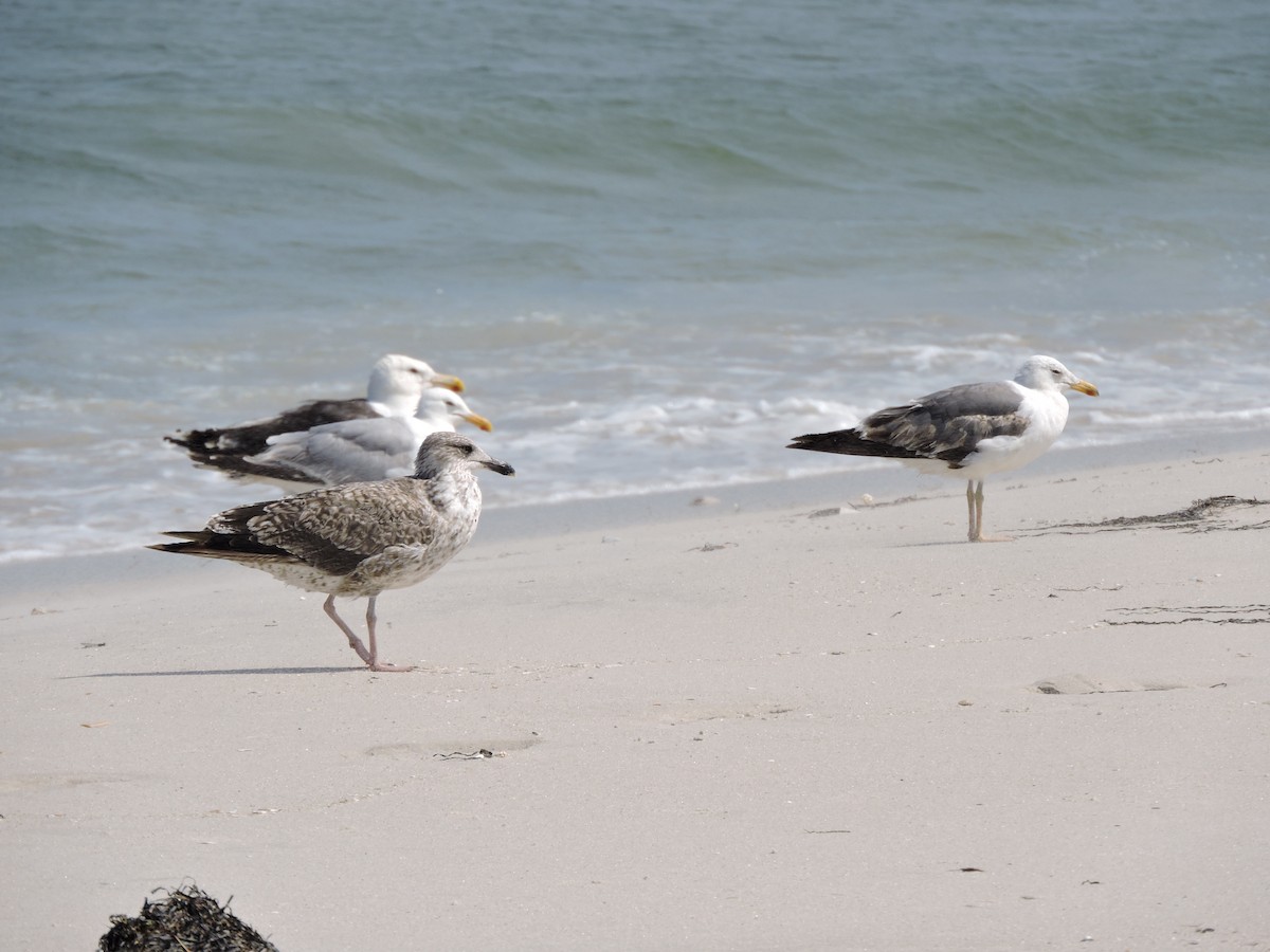 Gaviota Sombría - ML646269120