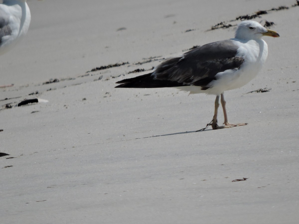 Gaviota Sombría - ML646269121