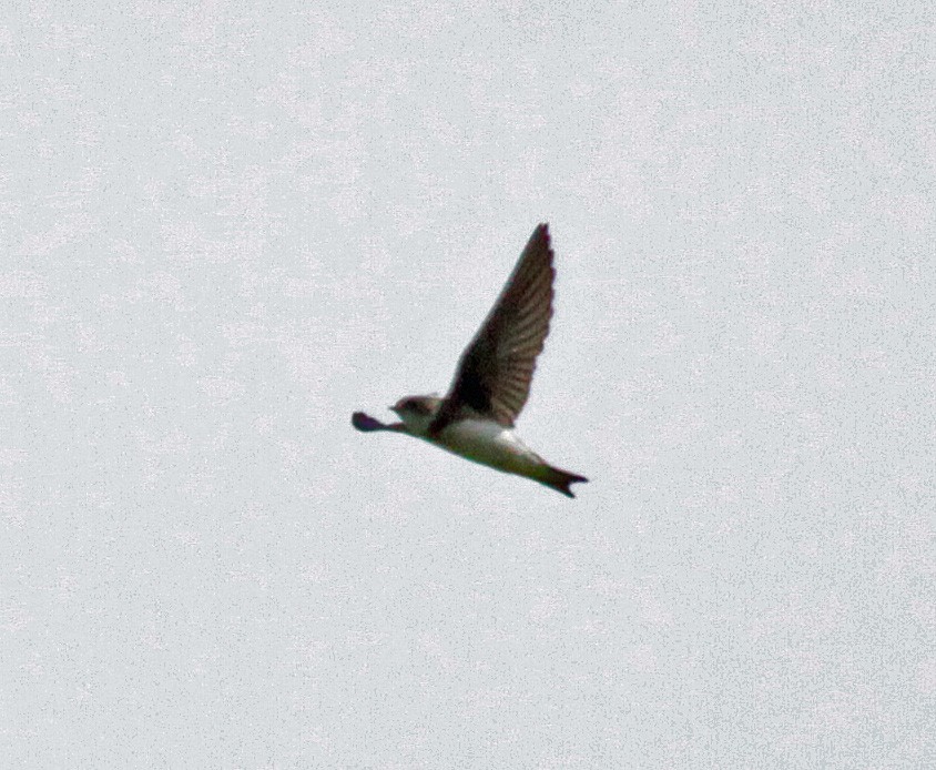 Uhalde-enara arrunta - ML646269123