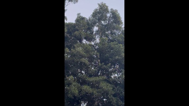 Summer Tanager - ML646269124