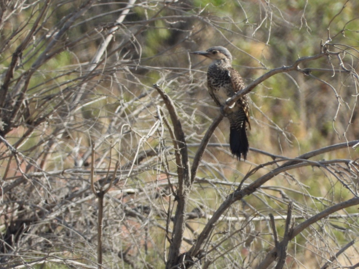 Pic du Chili - ML646269125