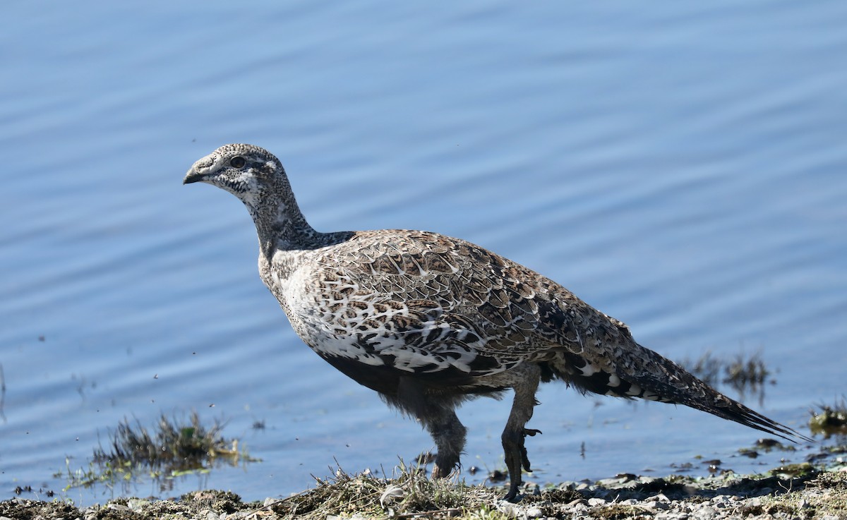 Greater Sage-Grouse - ML646269132