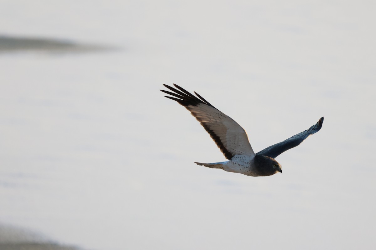 Northern Harrier - ML646269133