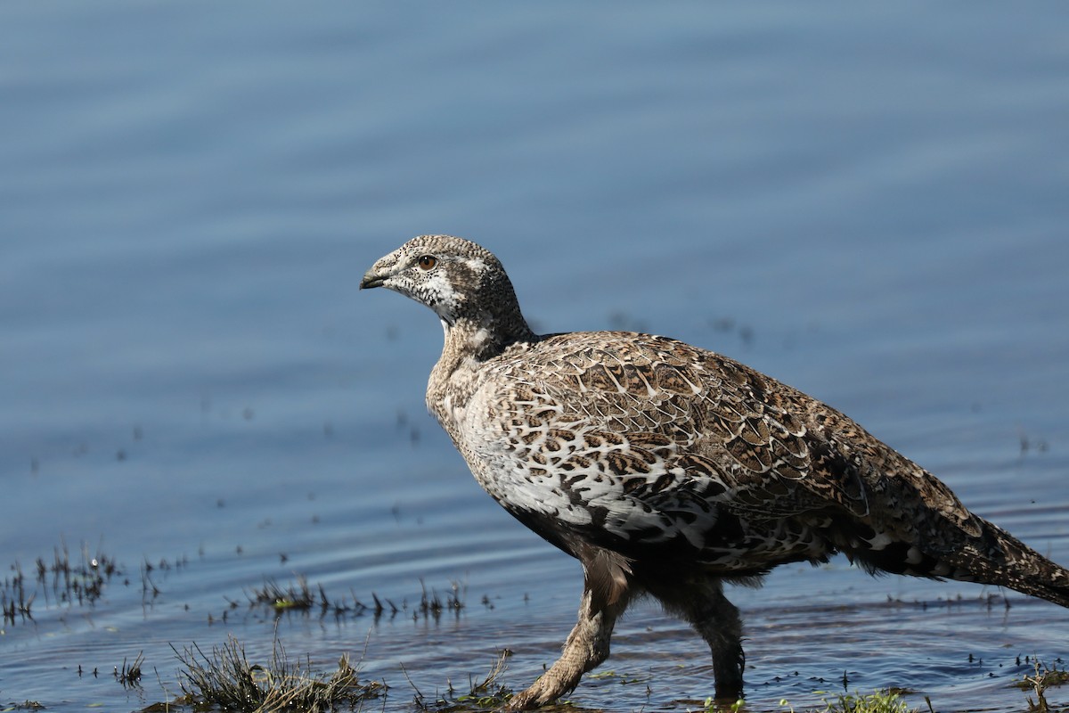 Greater Sage-Grouse - ML646269136