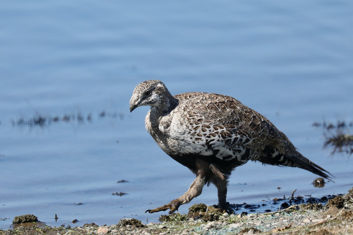 Greater Sage-Grouse - ML646269137