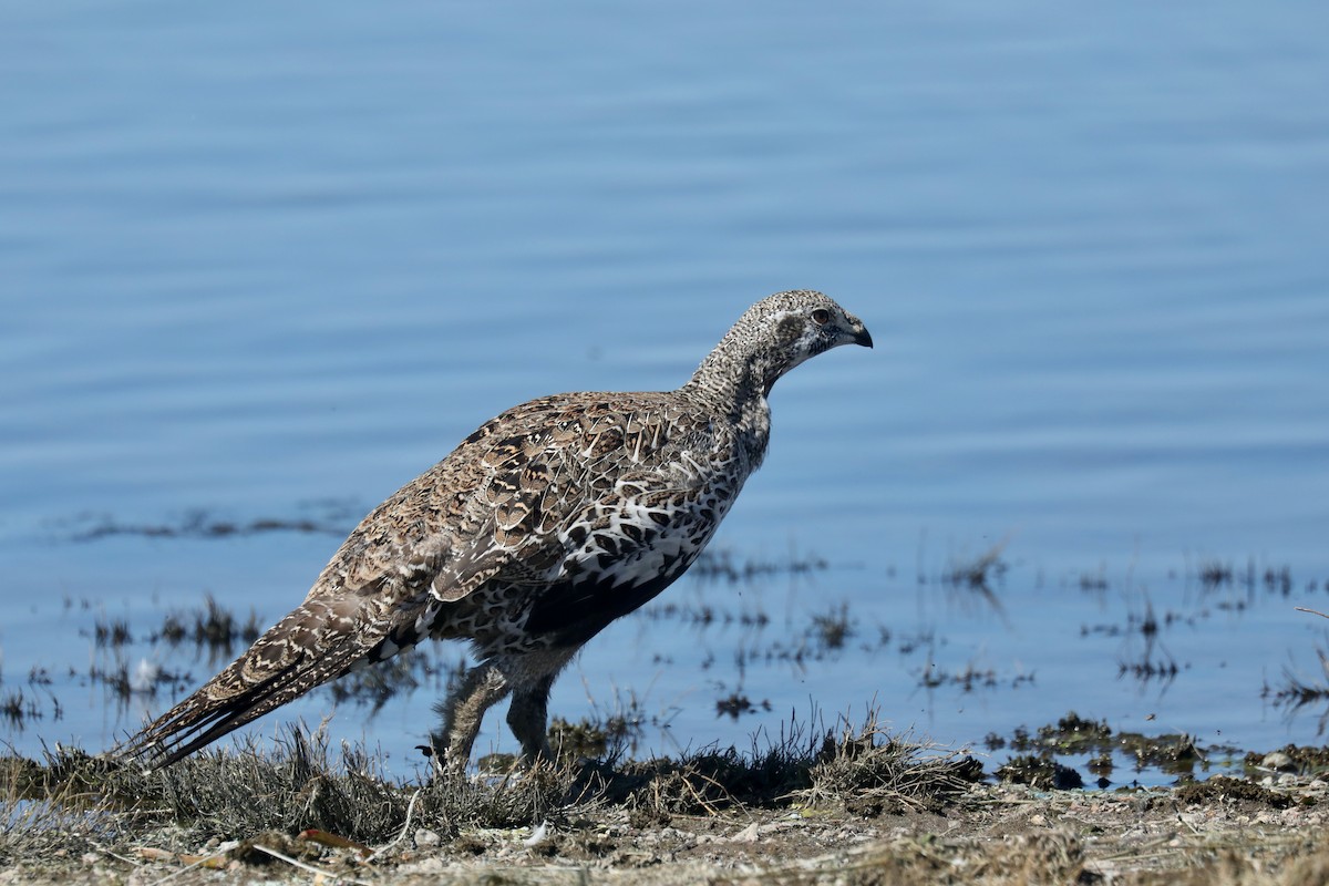 Тетерук гострохвостий - ML646269142