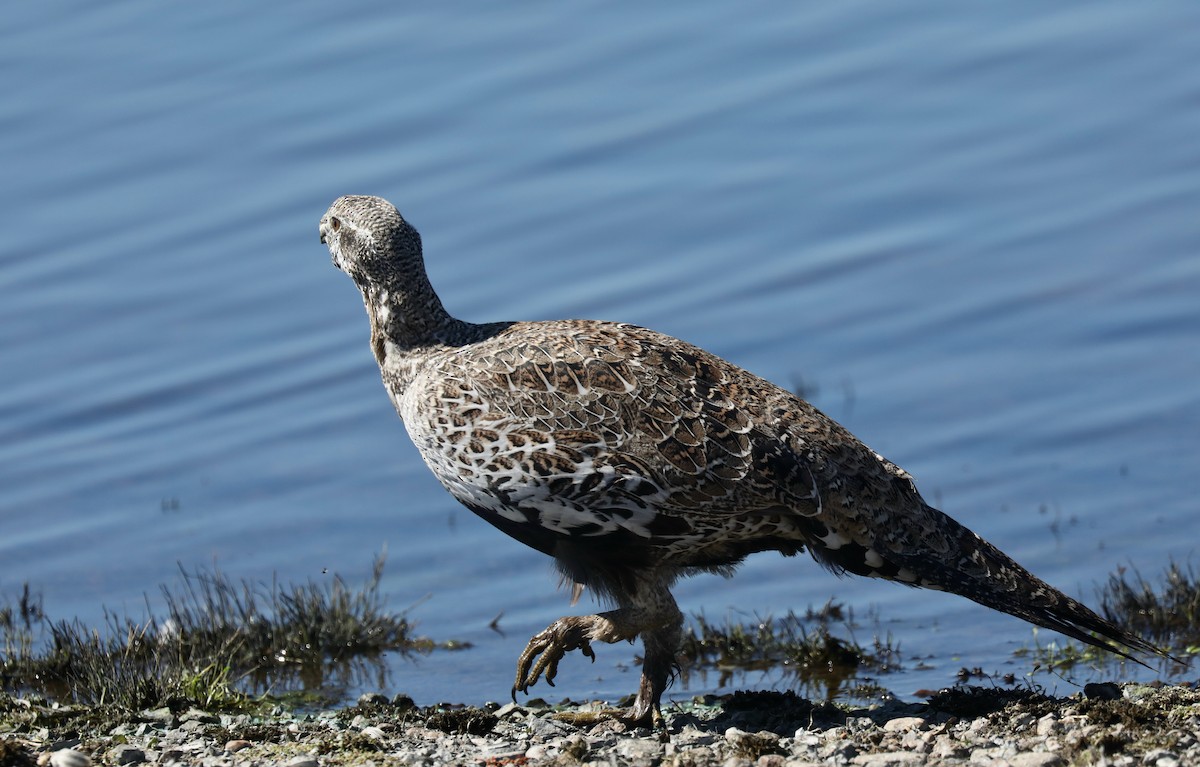 Тетерук гострохвостий - ML646269143