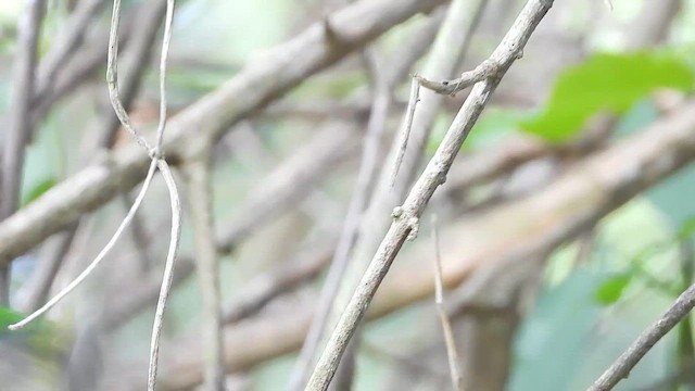 Тоді пуерто-риканський - ML646269144