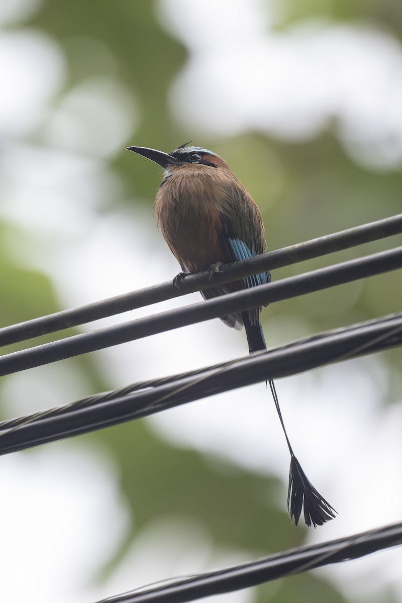 Lesson's Motmot - ML646269145
