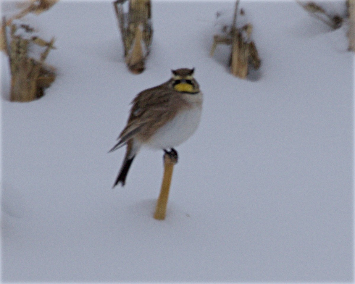 Horned Lark - ML646269148