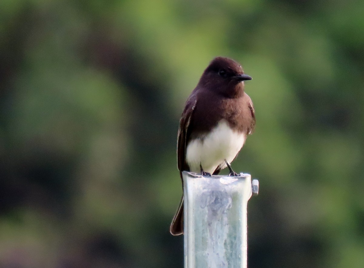 Black Phoebe - ML646269152