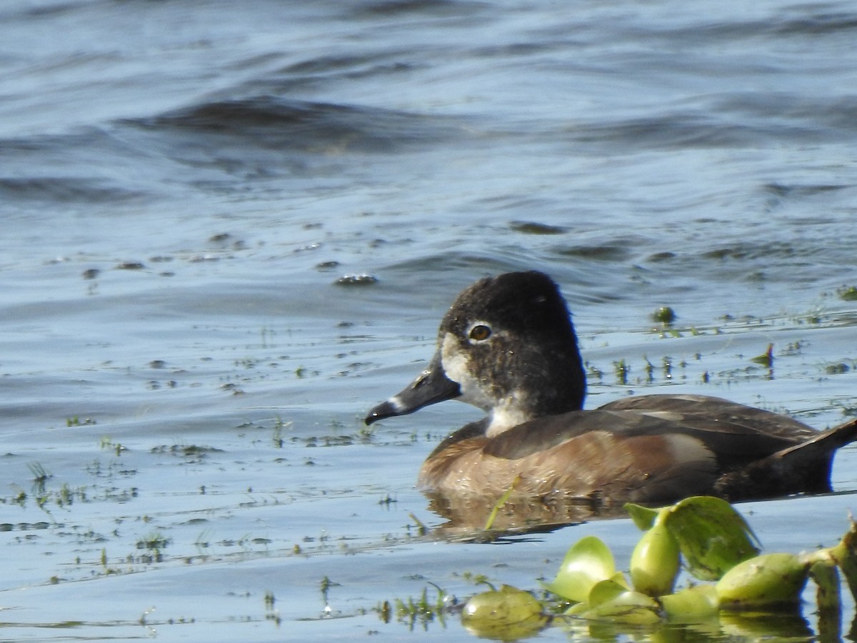 Ring-necked Duck - ML646269161