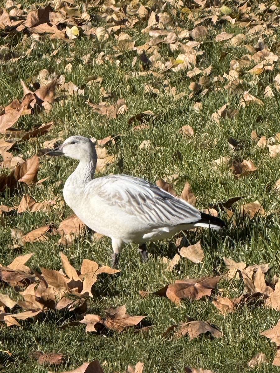 Snow Goose - ML646269162