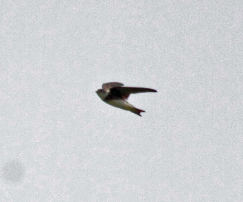 Uhalde-enara arrunta - ML646269164