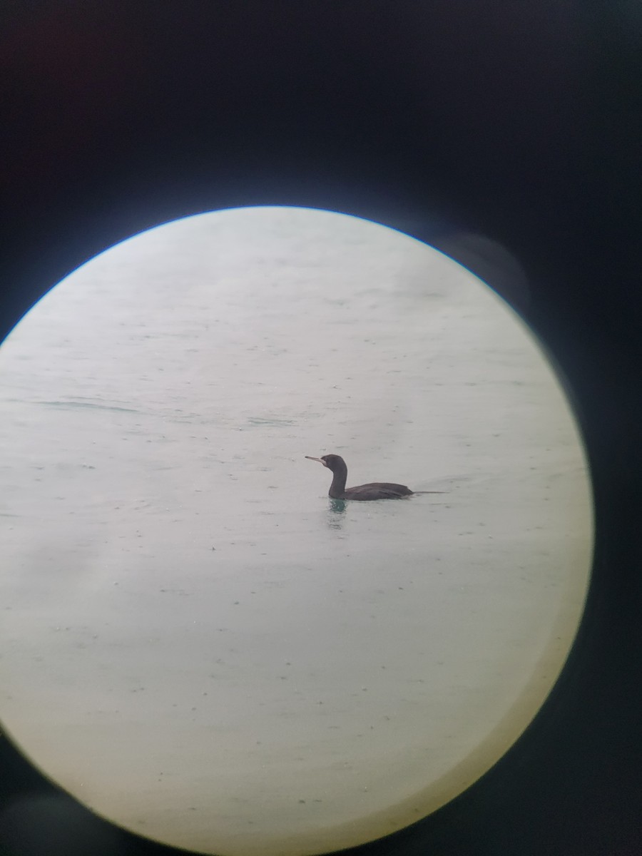 Краснолицый баклан - ML646269175