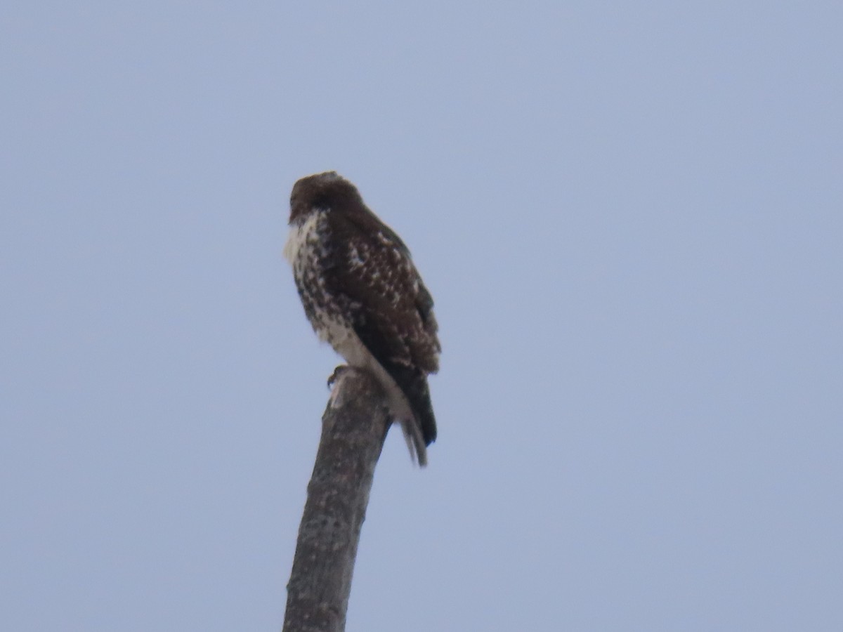 Red-tailed Hawk - ML646269179