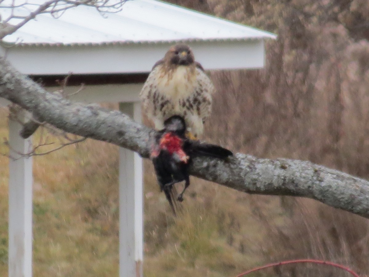 Poiana codarossa - ML646269180