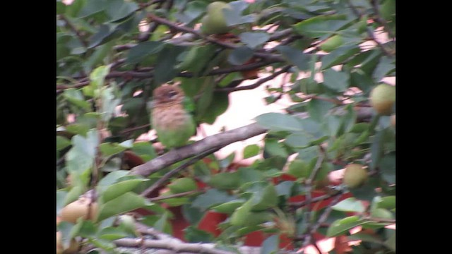 Бородастик білощокий - ML646269182