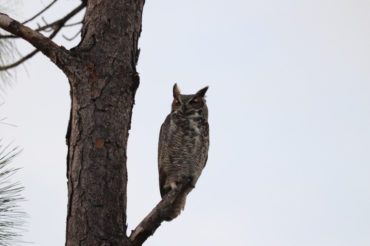 Great Horned Owl - ML646269183