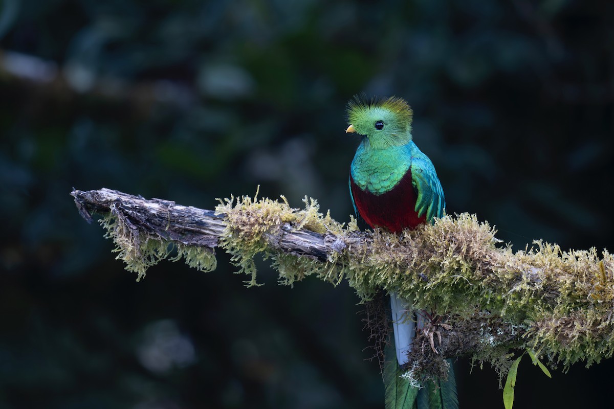 Resplendent Quetzal - ML646269194