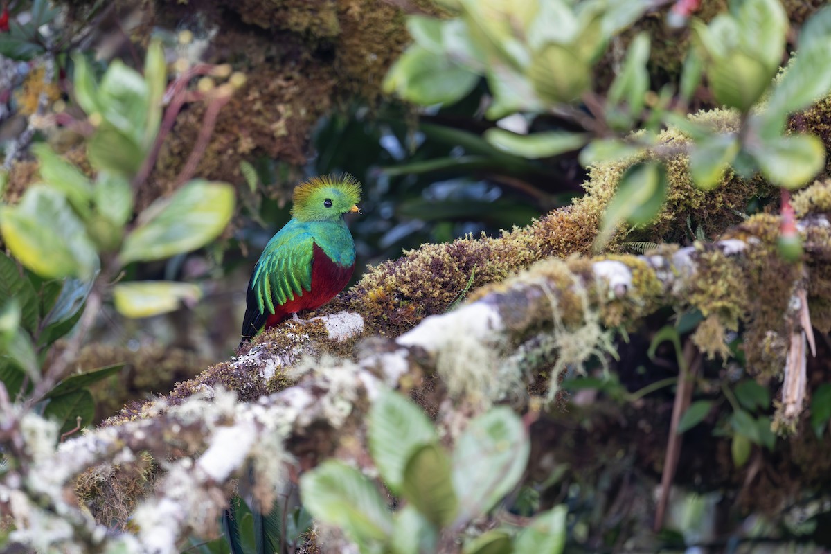 Resplendent Quetzal - ML646269195