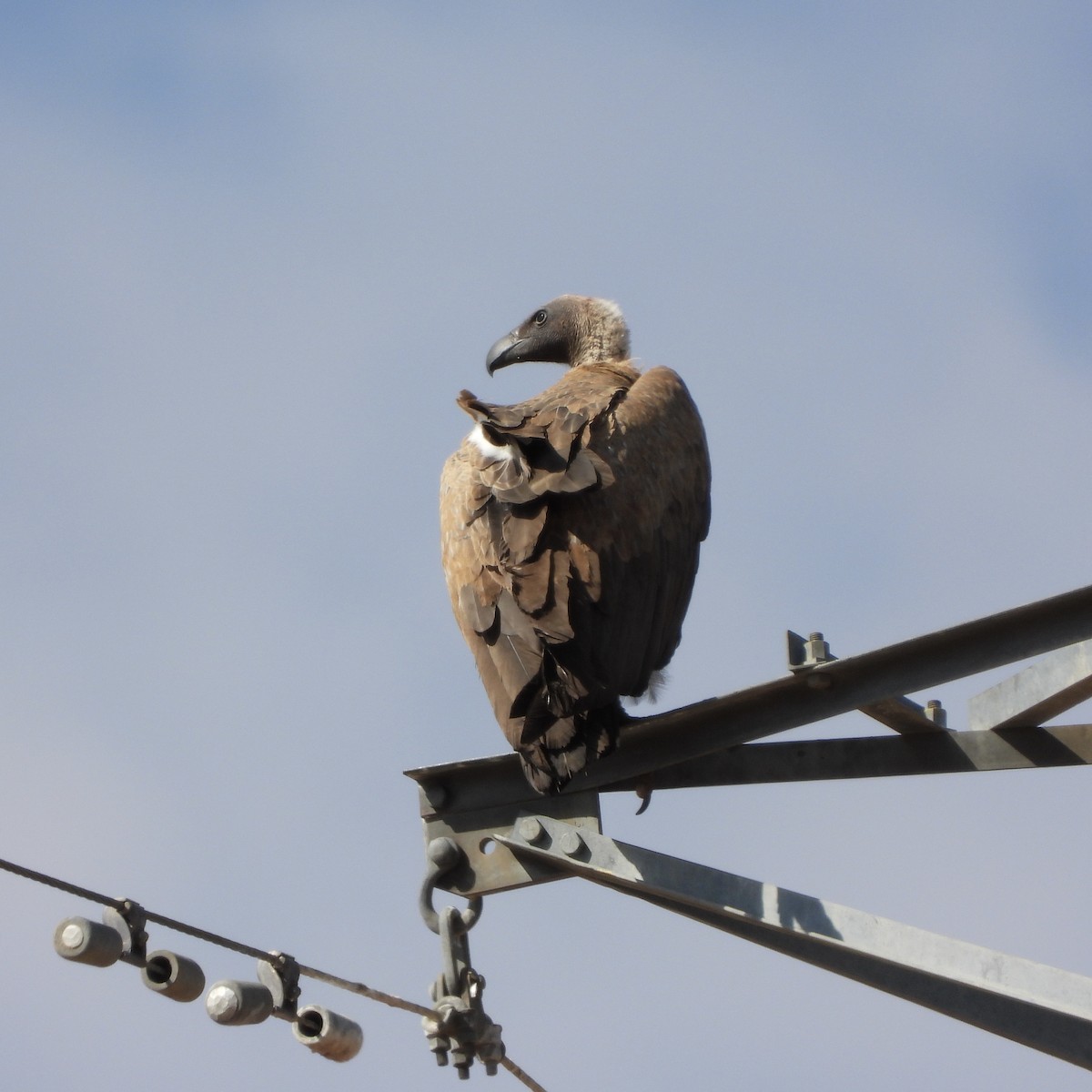 Buitre Dorsiblanco Africano - ML646269196