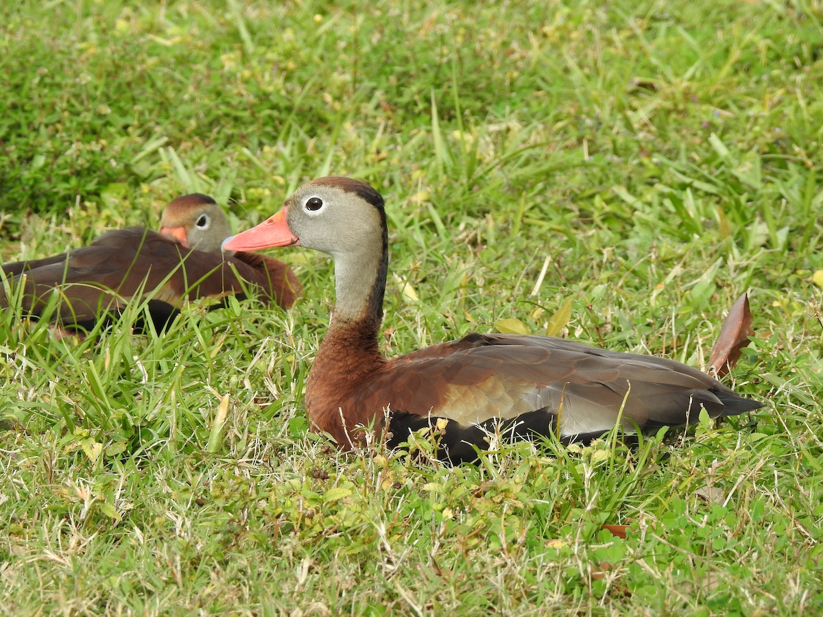 Black-bellied Whistling-Duck - ML646269199