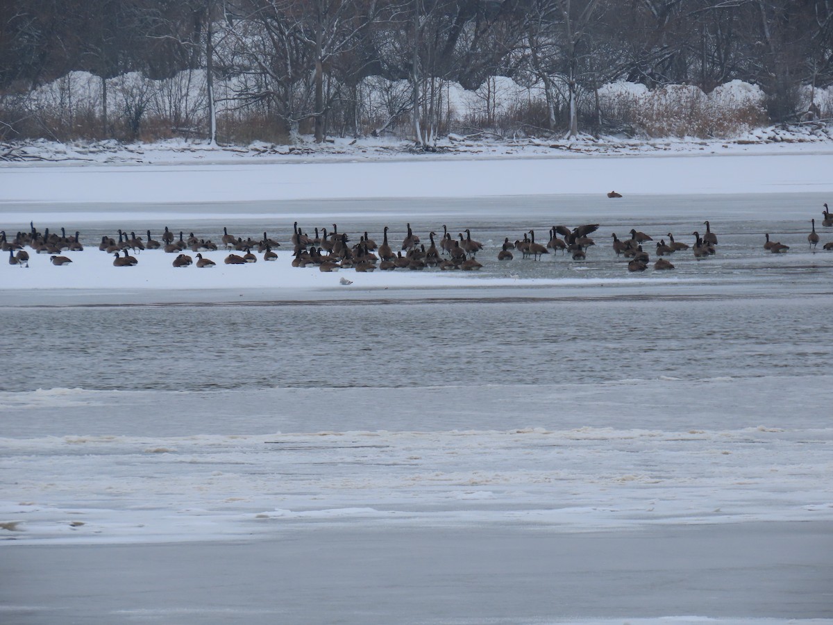 Oca canadese maggiore - ML646269200