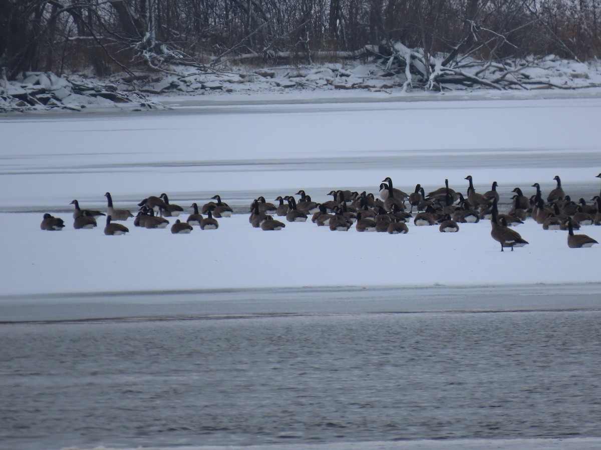 Oca canadese maggiore - ML646269201