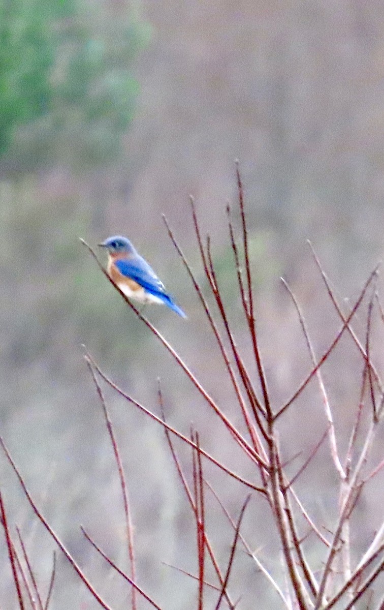 Eastern Bluebird - ML646269238