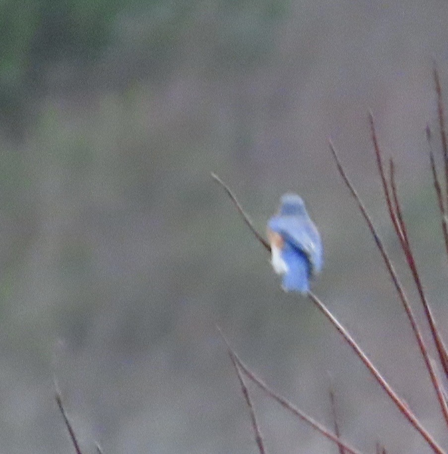 Eastern Bluebird - ML646269239