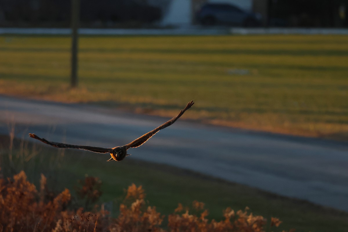 Northern Harrier - ML646269242