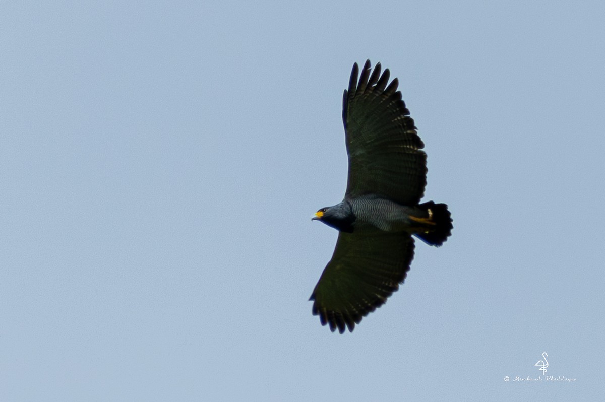 Barred Hawk - ML646269248