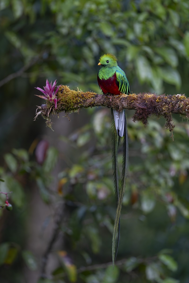 Resplendent Quetzal - ML646269250