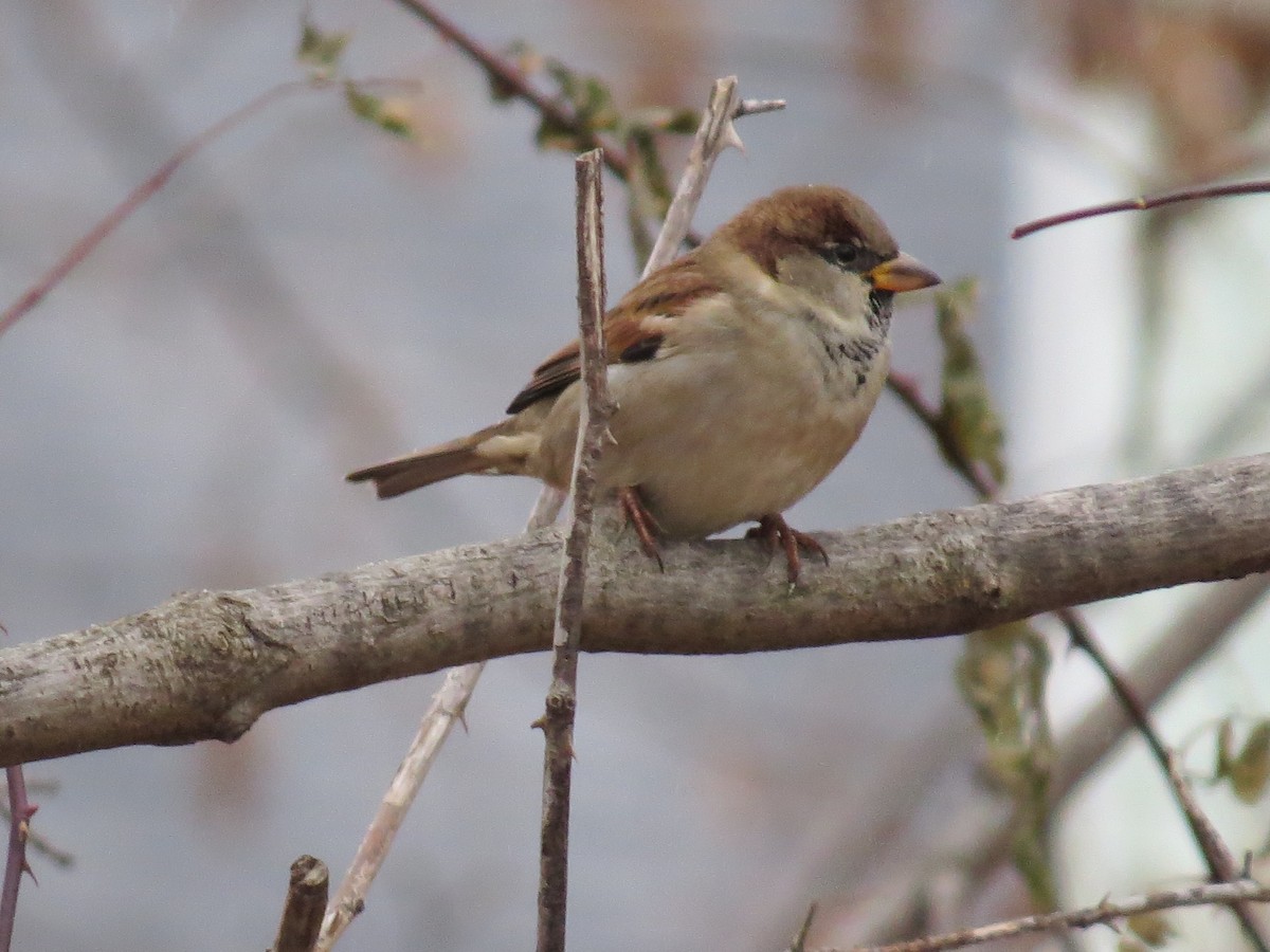 Passera oltremontana - ML646269251