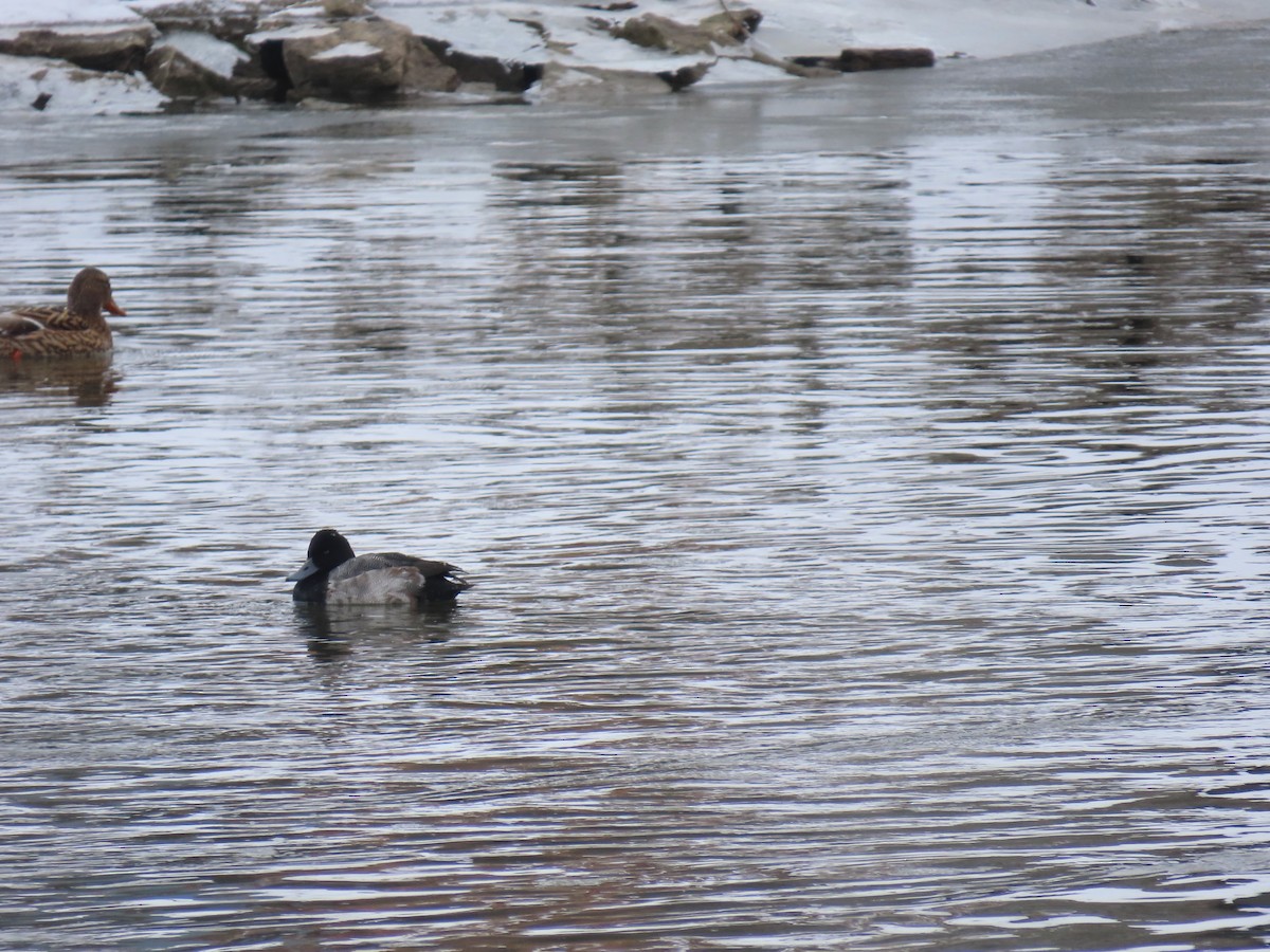 コスズガモ - ML646269256