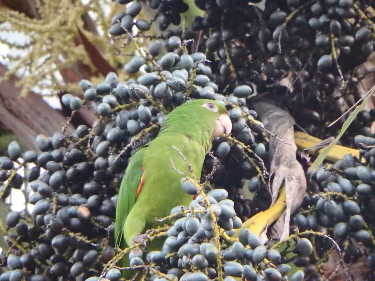 White-eyed Parakeet - ML646269257