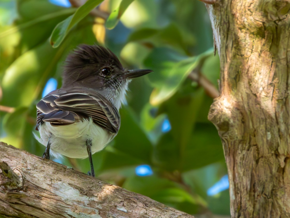 Porto Riko Sinekkapanı - ML646269260