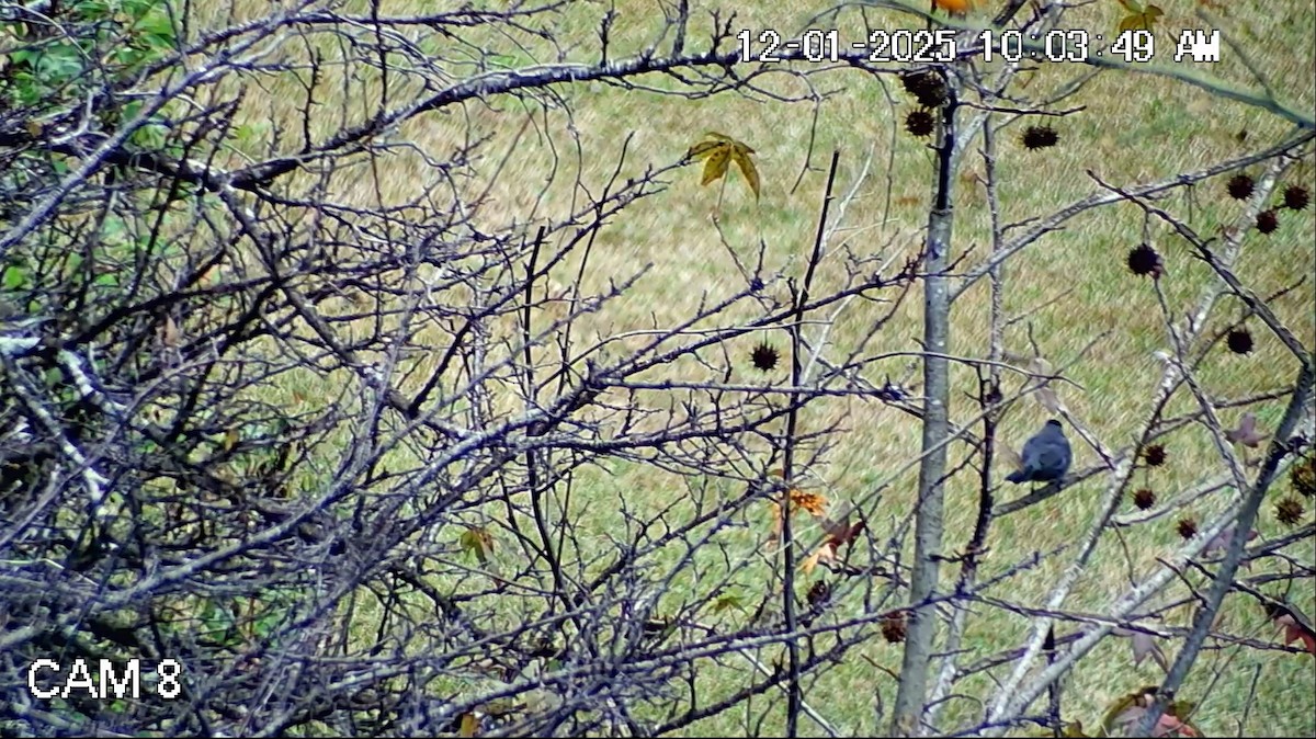 Gray Catbird - ML646269263