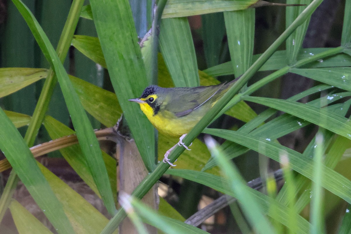 Kentucky Warbler - ML646269265