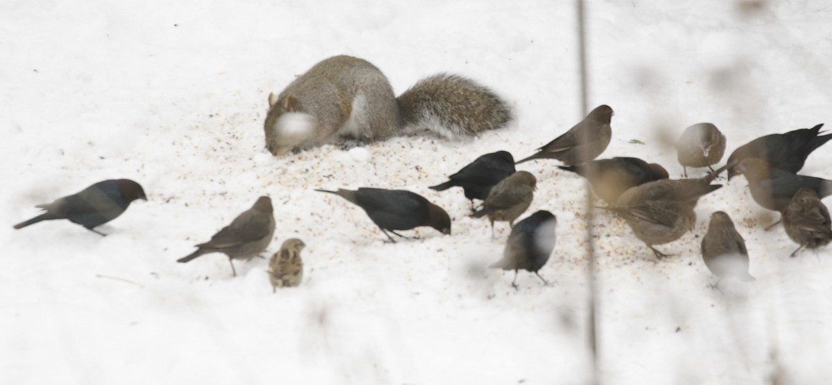 vlhovec hnědohlavý - ML646269270