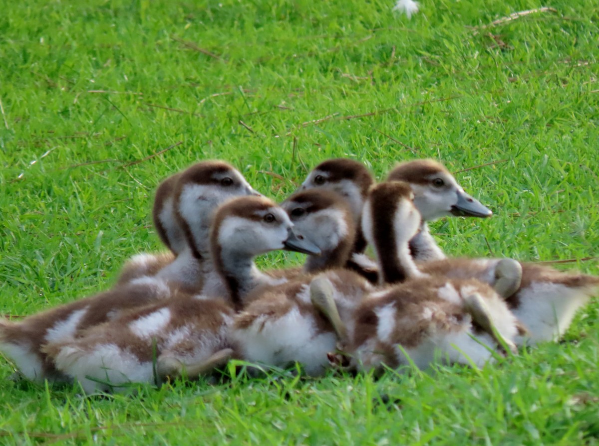 Egyptian Goose - ML646269277