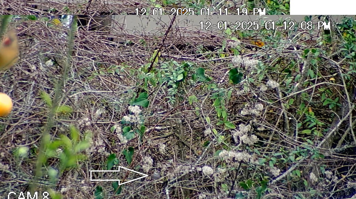 White-throated Sparrow - ML646269293