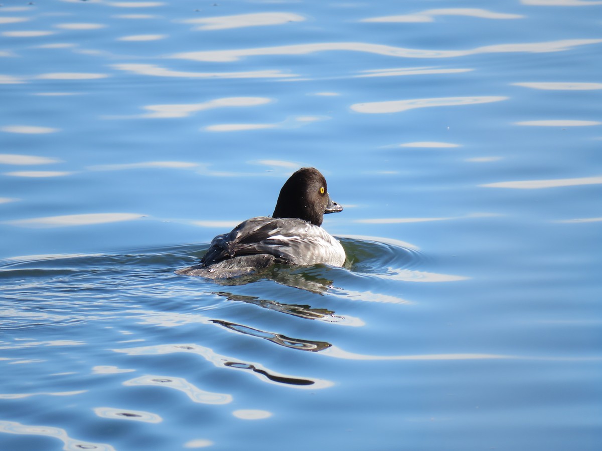 Altıngöz - ML646269300