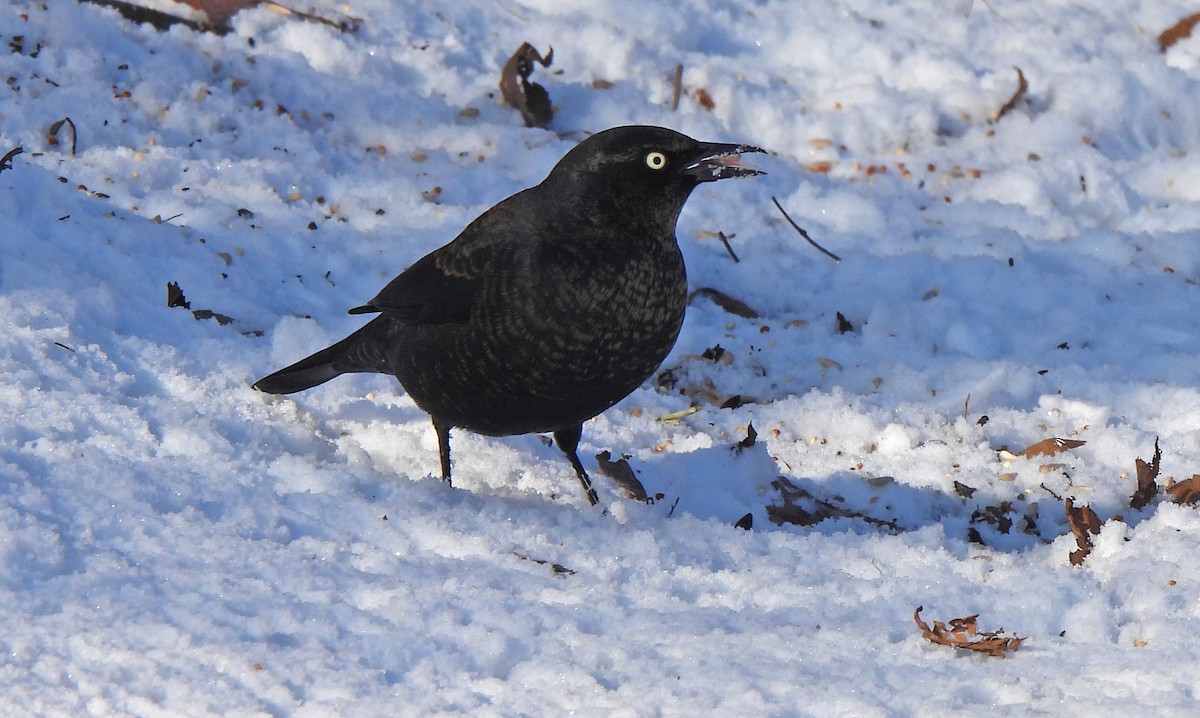 Zanate Canadiense - ML646269301