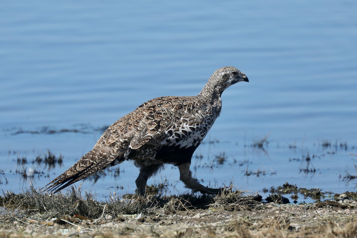 Тетерук гострохвостий - ML646269303