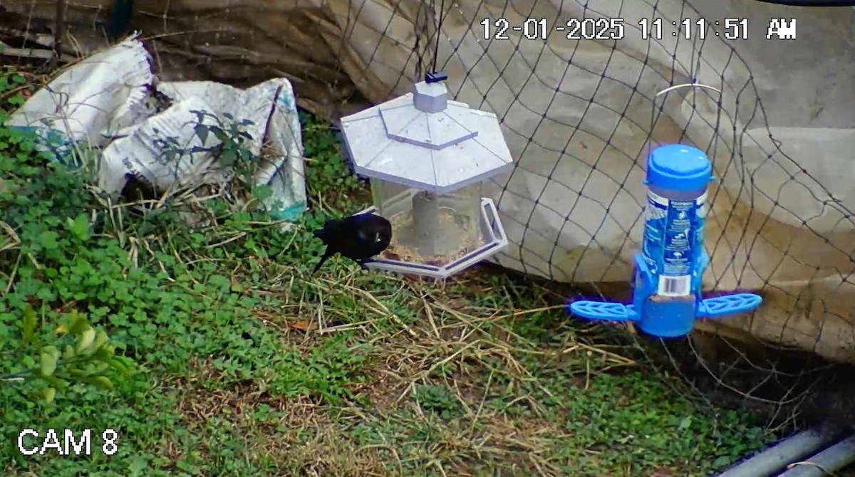 Brown-headed Cowbird - ML646269305