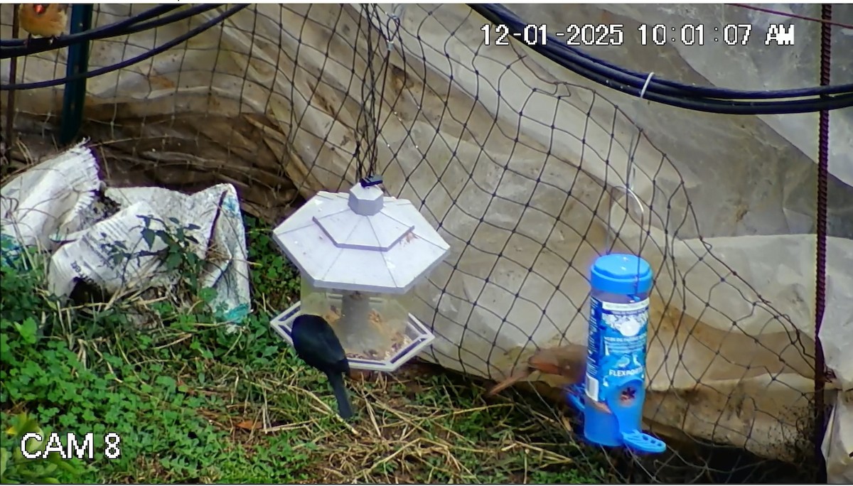 Brown-headed Cowbird - ML646269306