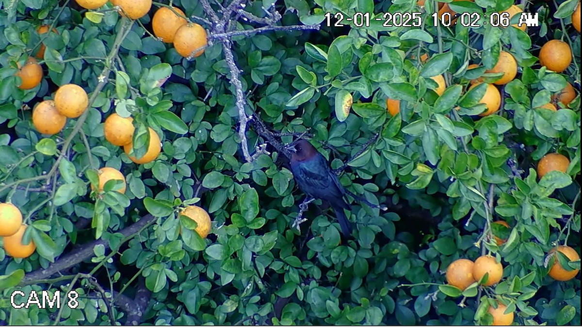 Brown-headed Cowbird - ML646269307